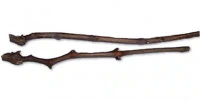 Aşılama İçin Kalem Nasıl Alınmalı ve Muhafaza Edilmelidir?