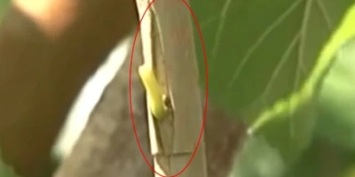 Göz Aşısı Nasıl Yapılır?