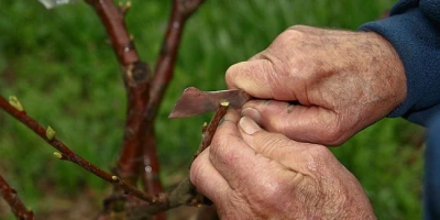 Kalem Aşısı Nasıl Yapılır?