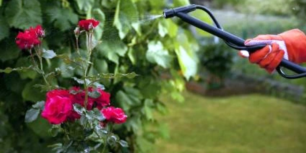 Bitkilerde İlaçlama Nasıl Yapılır?