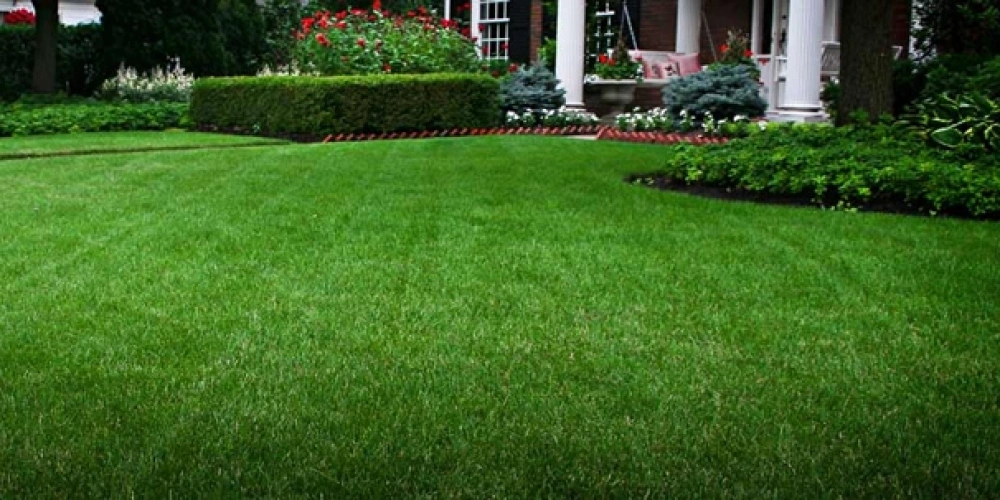 Çim Ekimi Nasıl Yapılır?