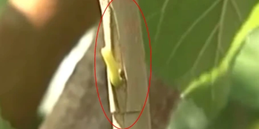 Göz Aşısı Nasıl Yapılır?