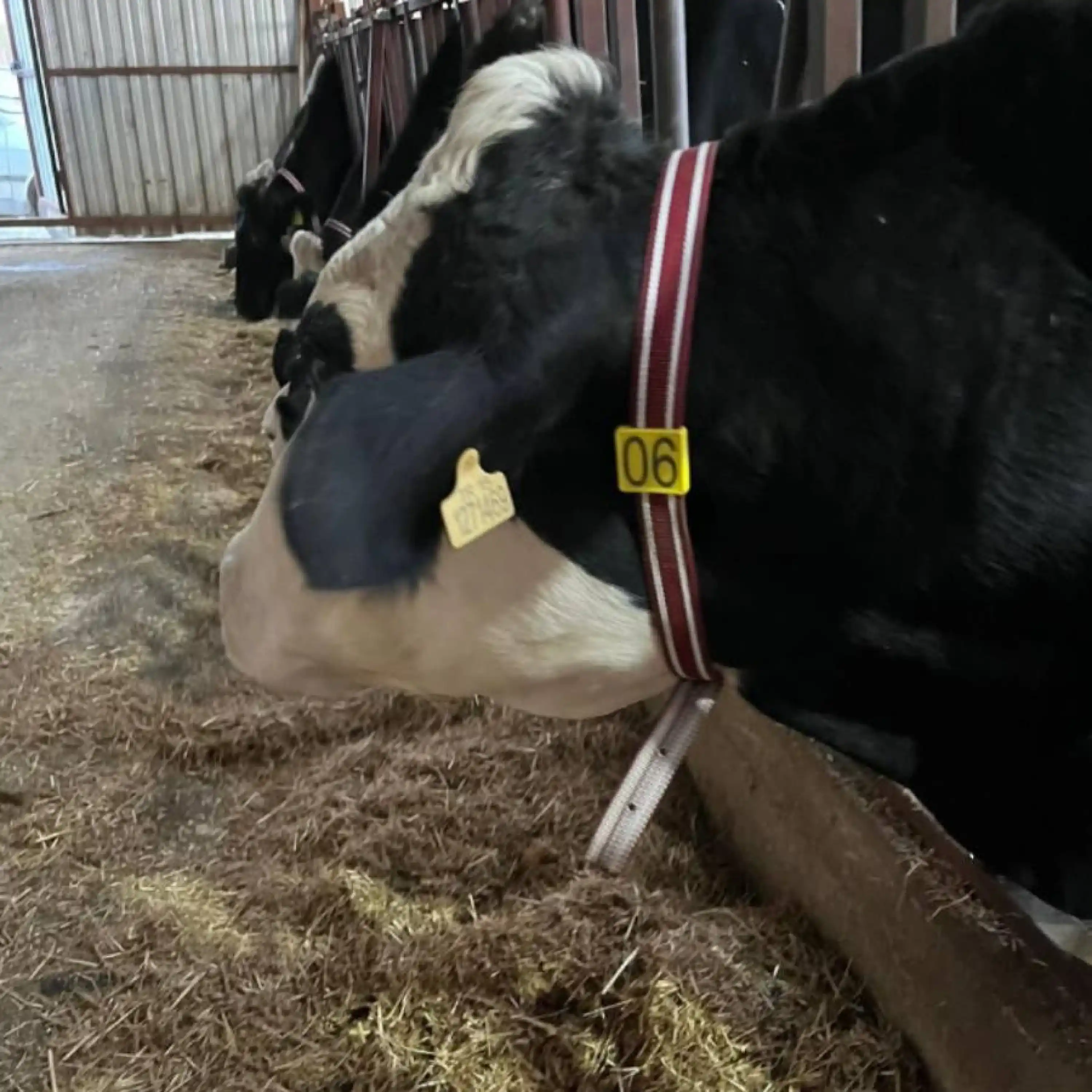 Büyükbaş için Boyunluk Numaratör + Kemer