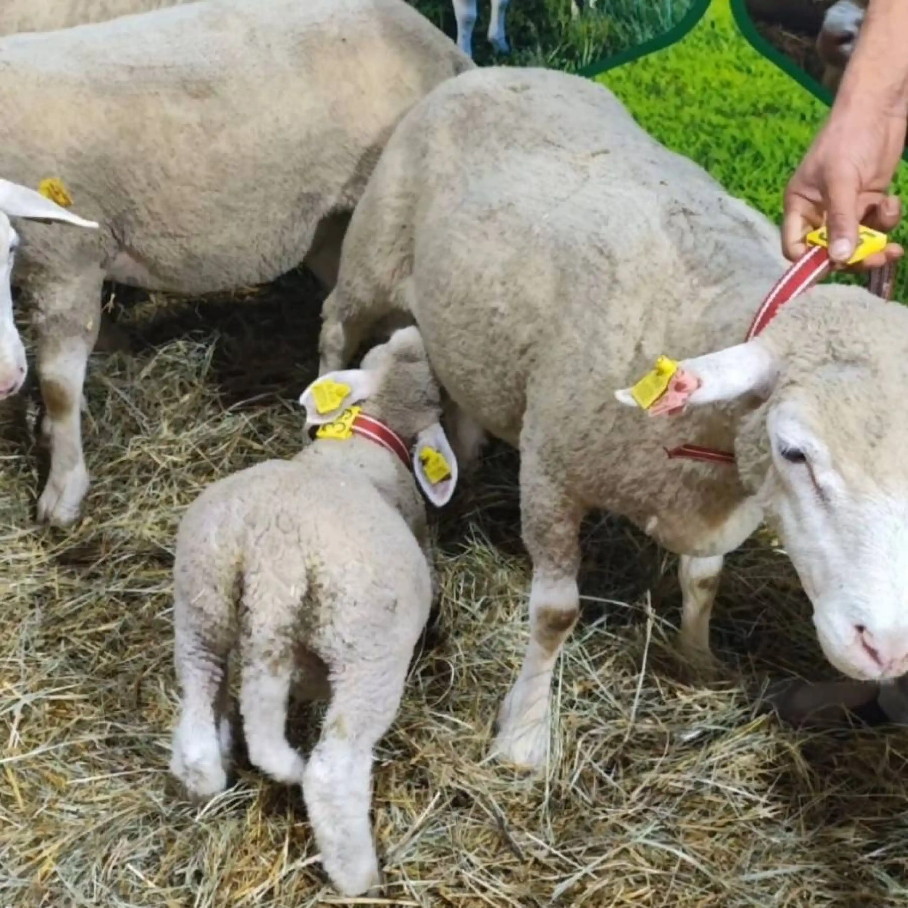 Küçükbaş için Boyunluk Numaratör + Kemer