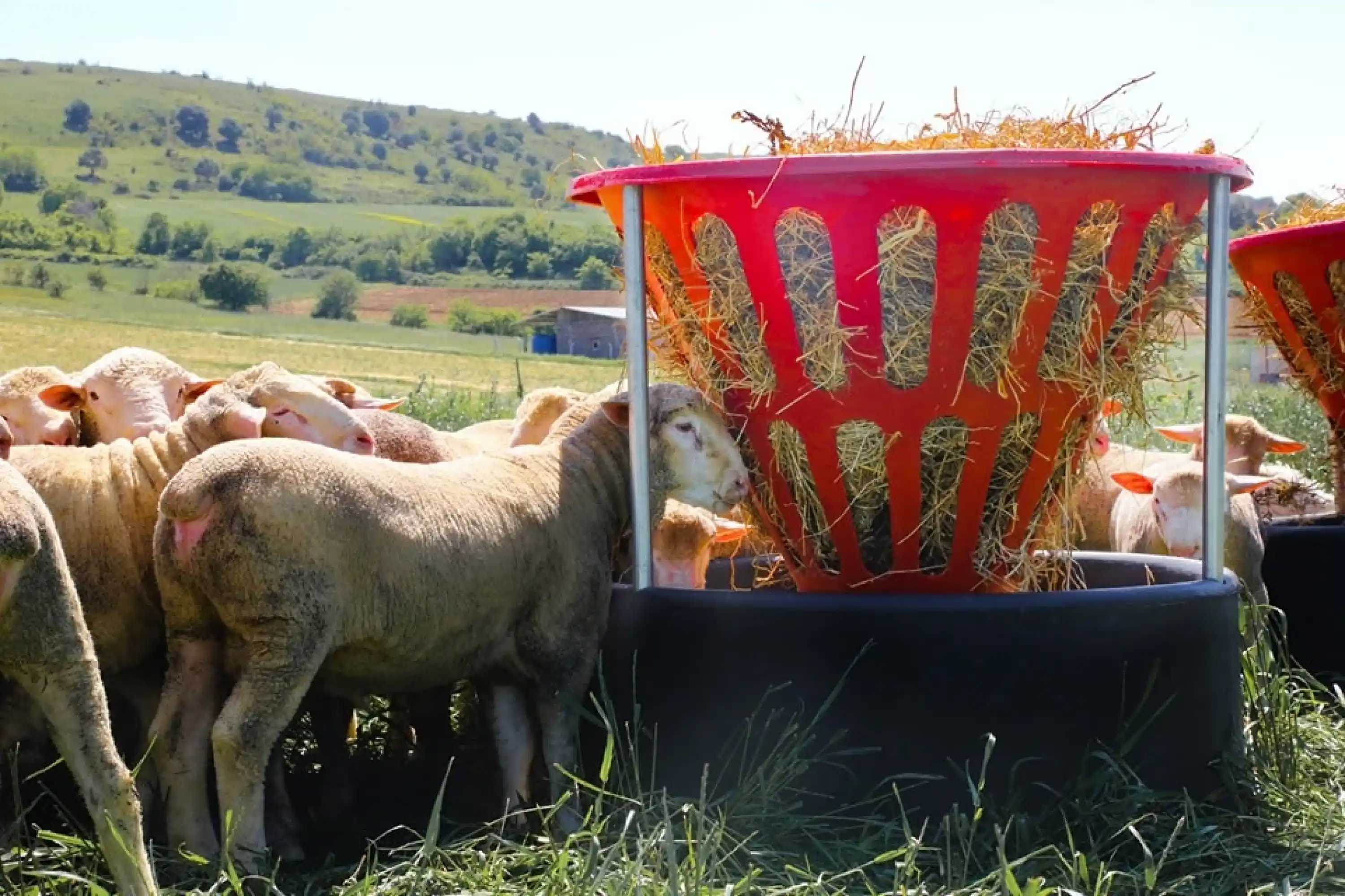 Küçükbaş Plastik Otluk