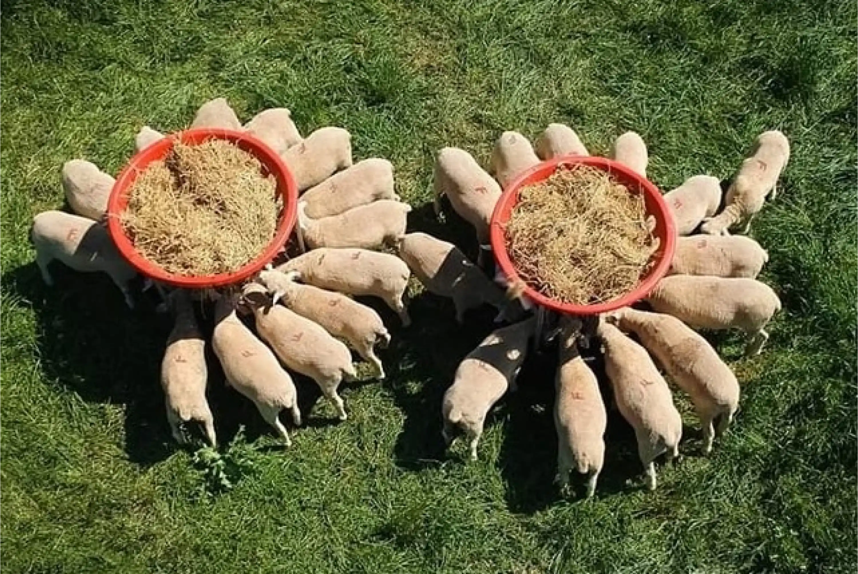 Küçükbaş Plastik Otluk