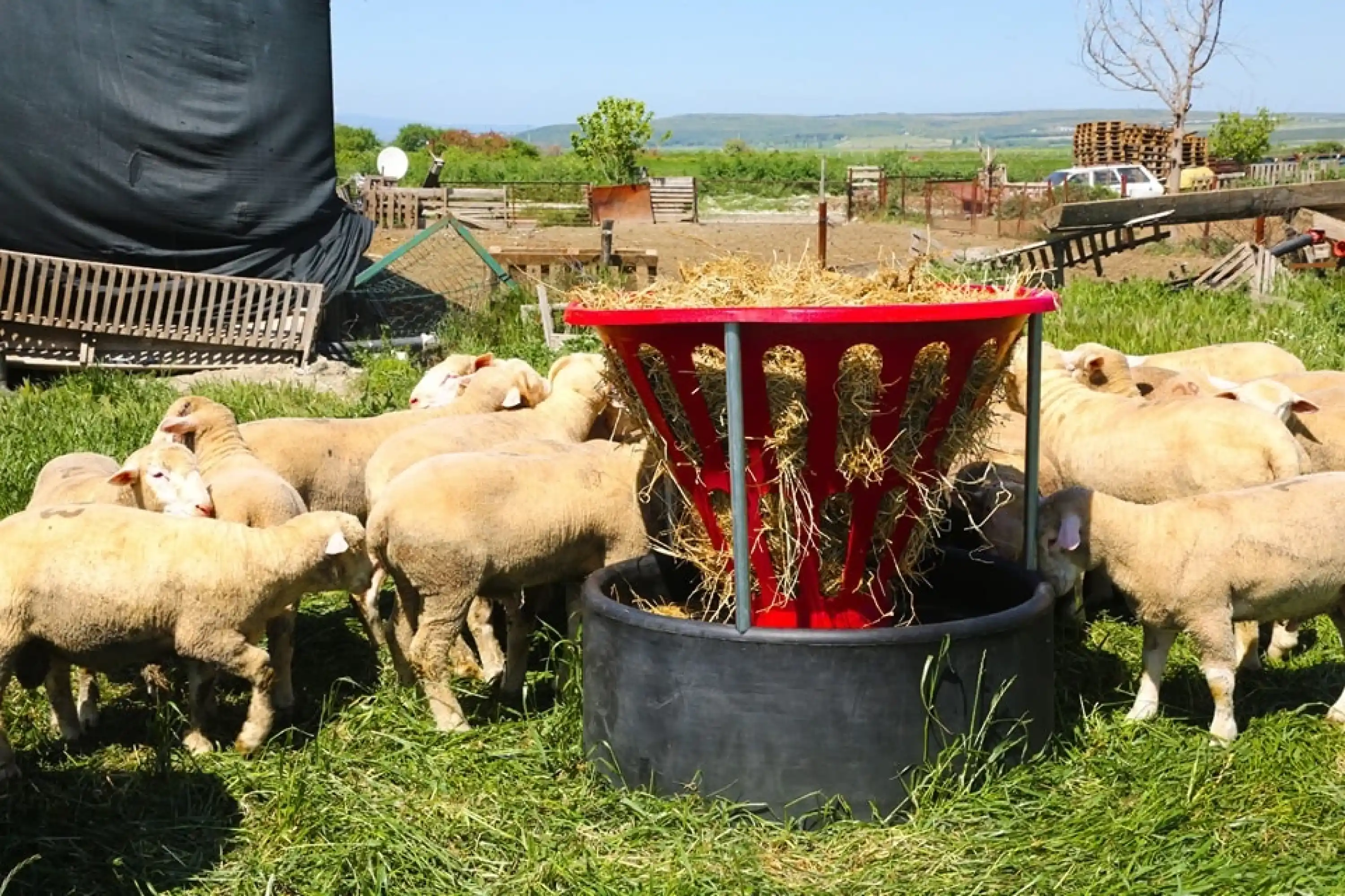 Küçükbaş Plastik Otluk