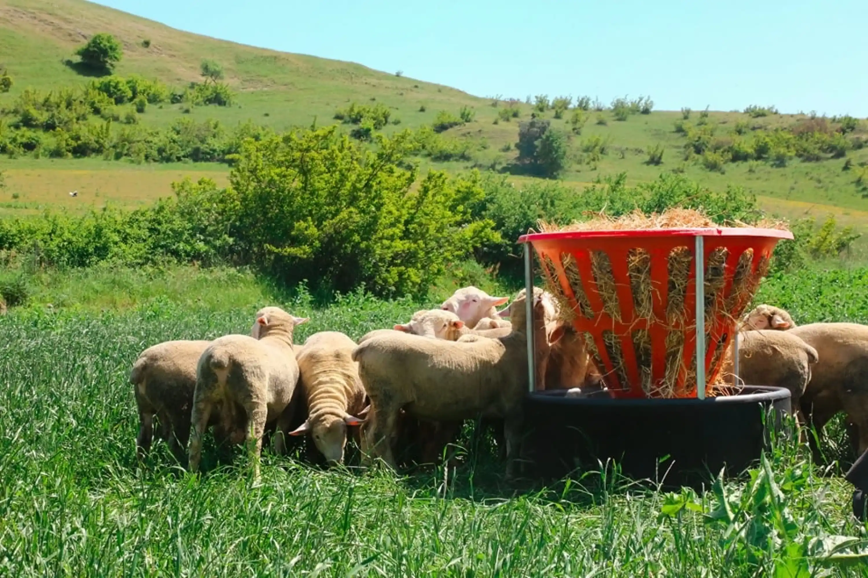 Küçükbaş Plastik Otluk