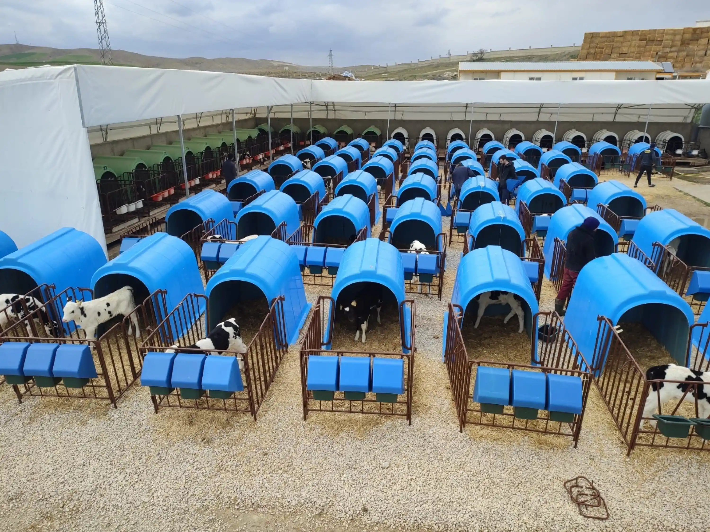 Calfimo Çitli Takım Buzağı Kulübesi – Fiberglass | 3 Yemlik + 3 Gölgelik & Yağmurluk Aparat + 1 Biberon