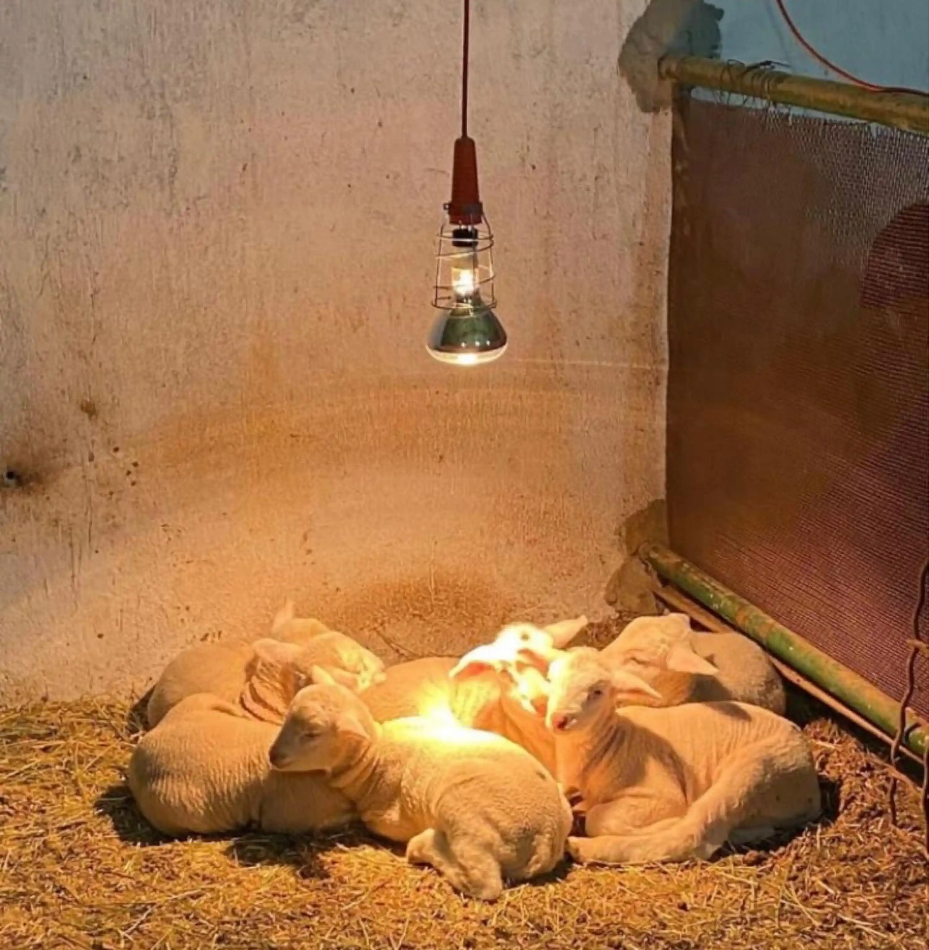 Infrared Isıtıcı Lamba - 250 W