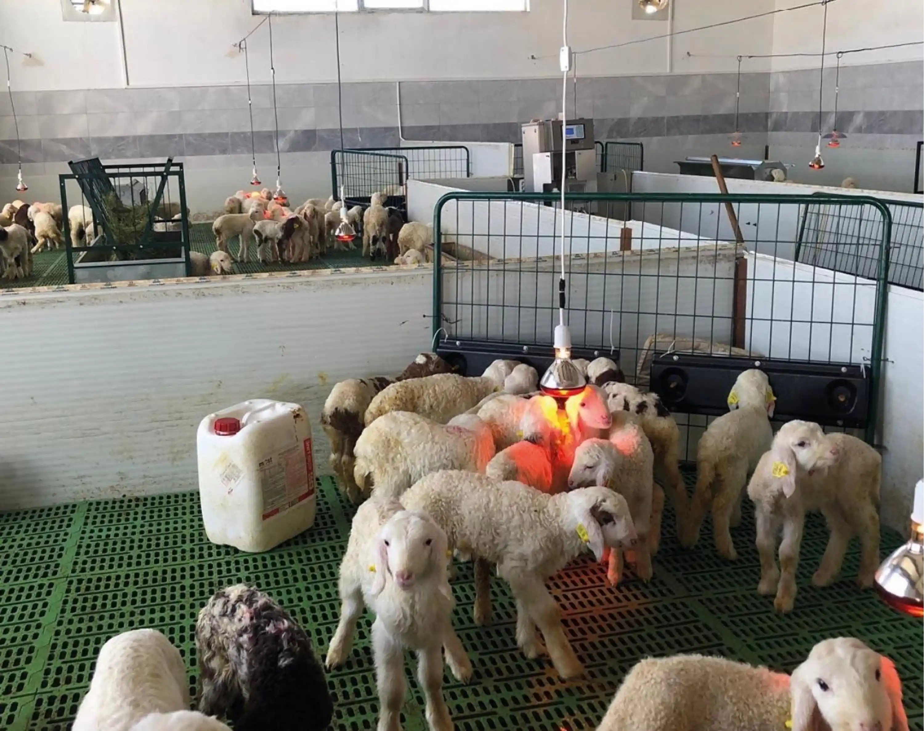 Infrared Isıtıcı Lamba - 250 W