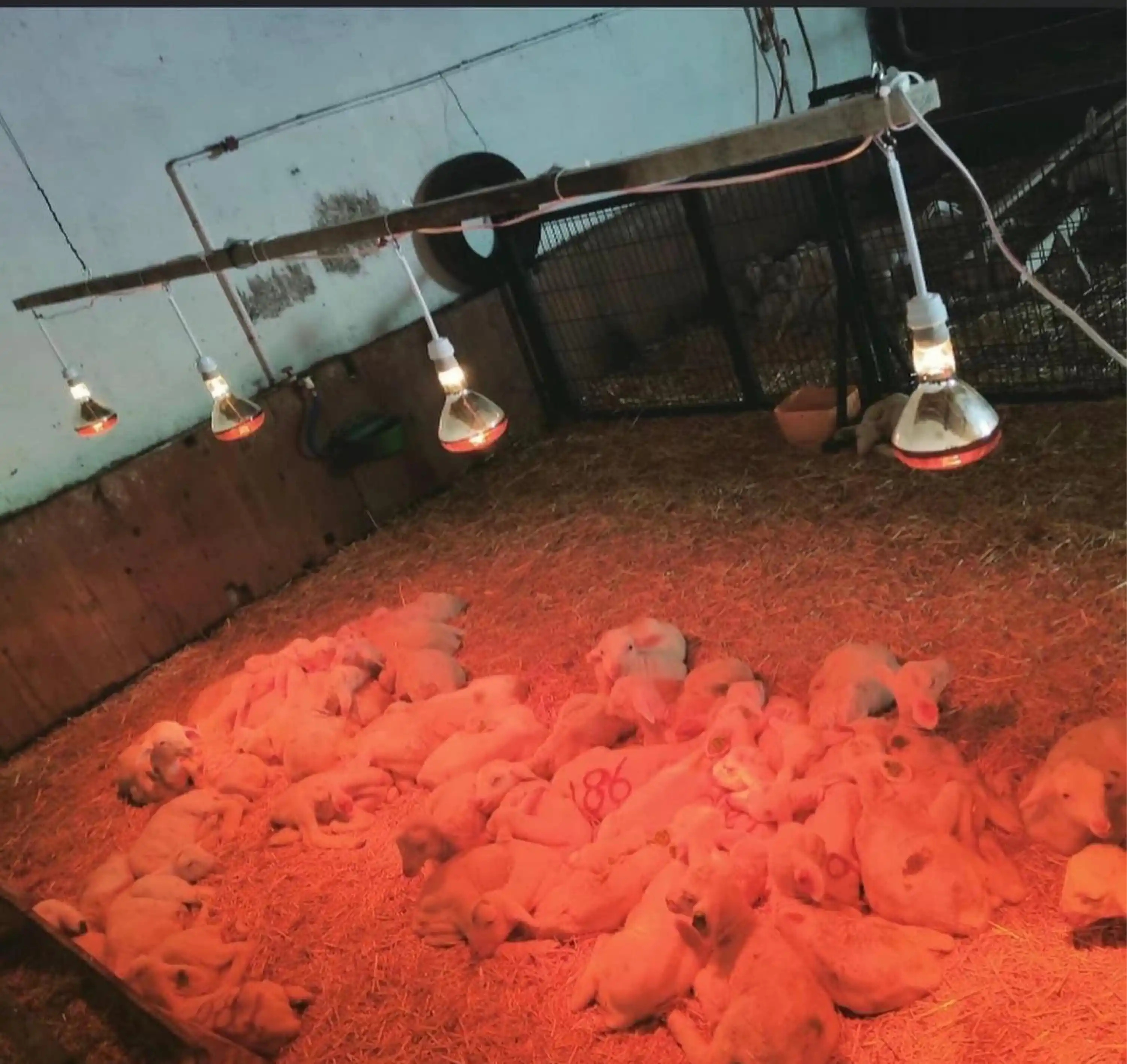 Infrared Isıtıcı Lamba - 250 W