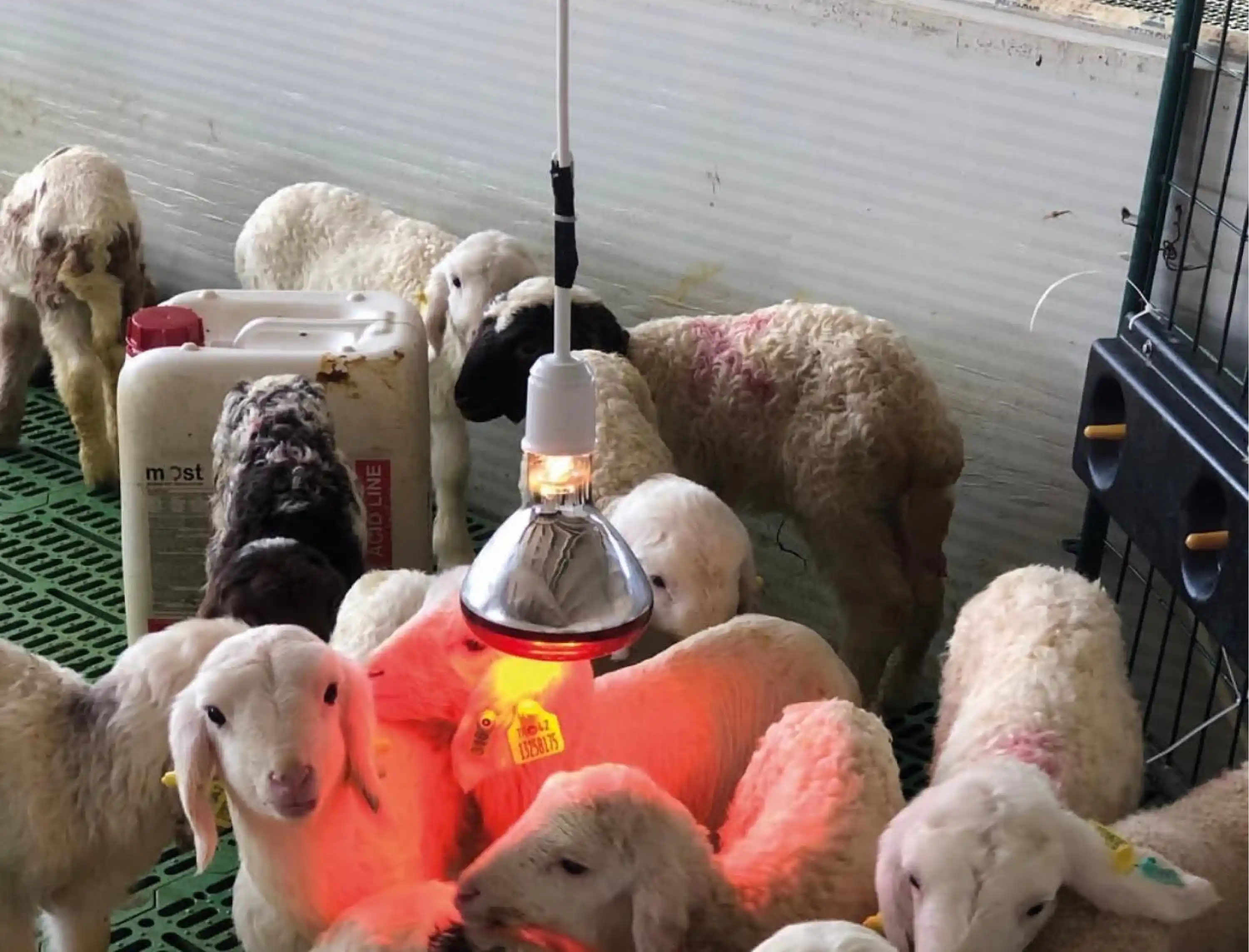 Infrared Isıtıcı Lamba - 250 W