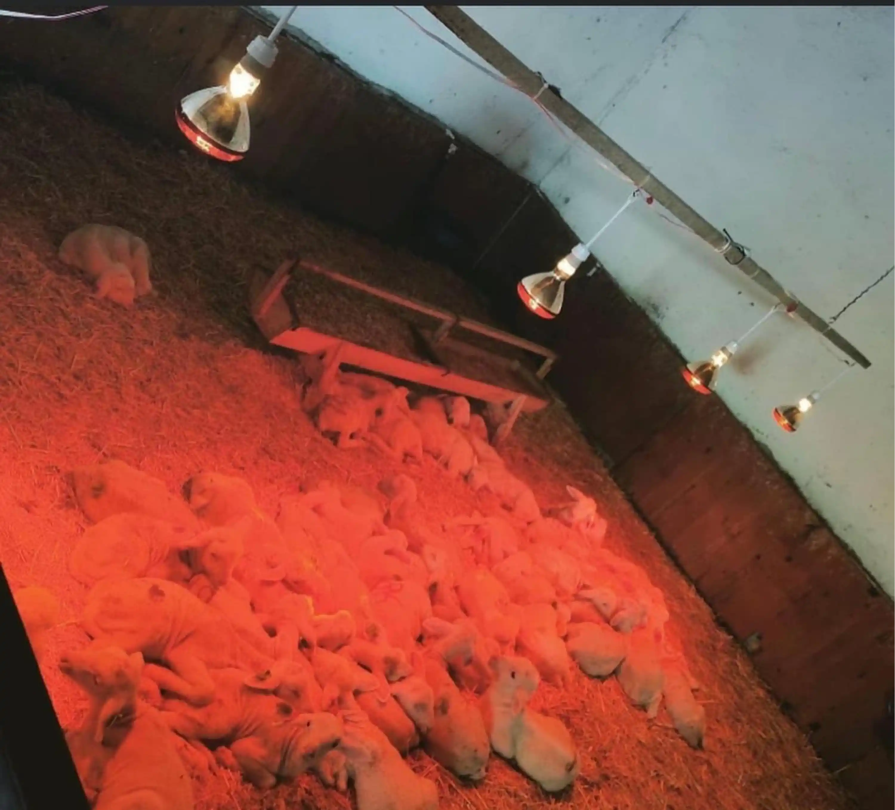 Infrared Isıtıcı Lamba - 250 W