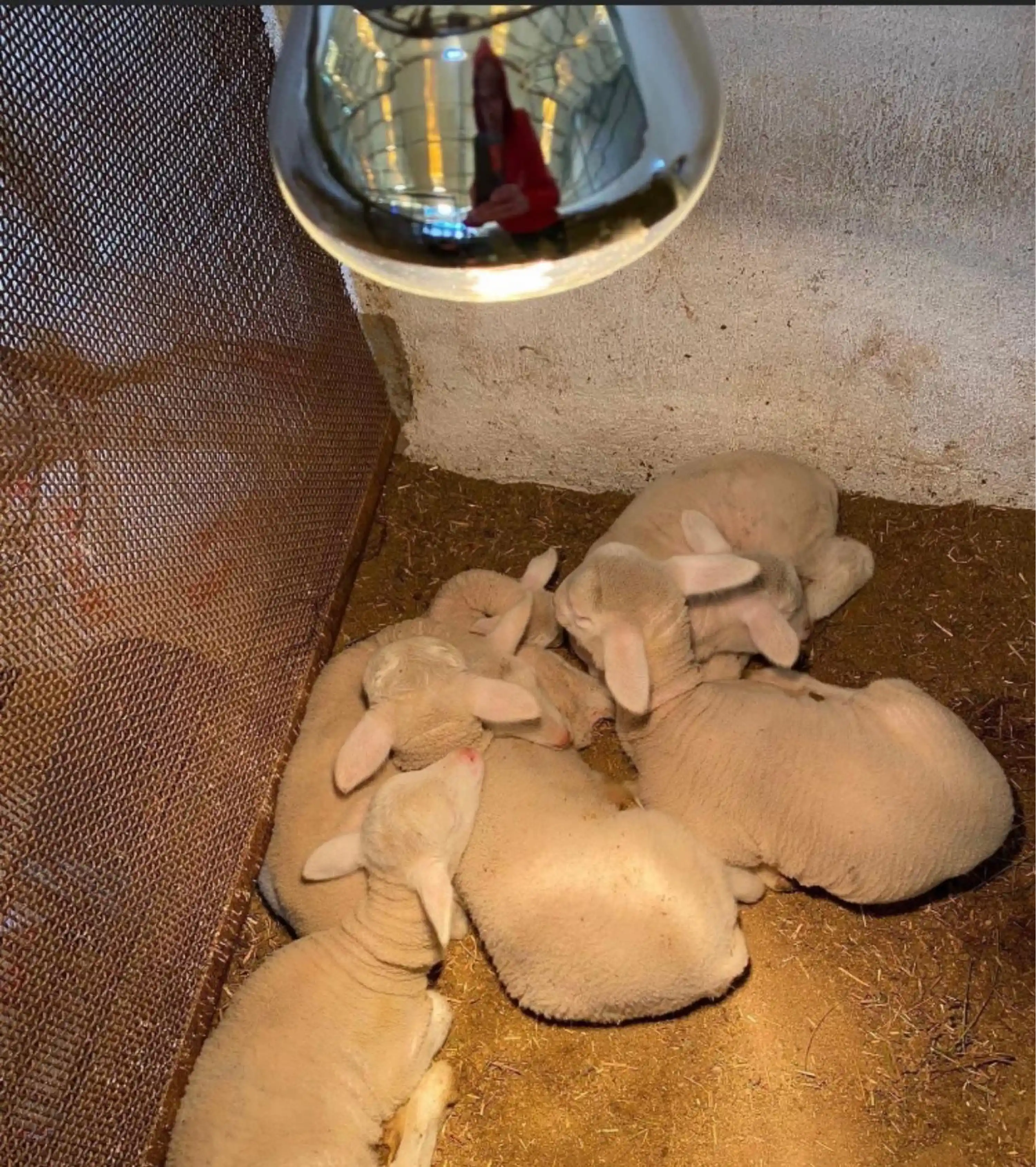 Infrared Isıtıcı Lamba - 250 W