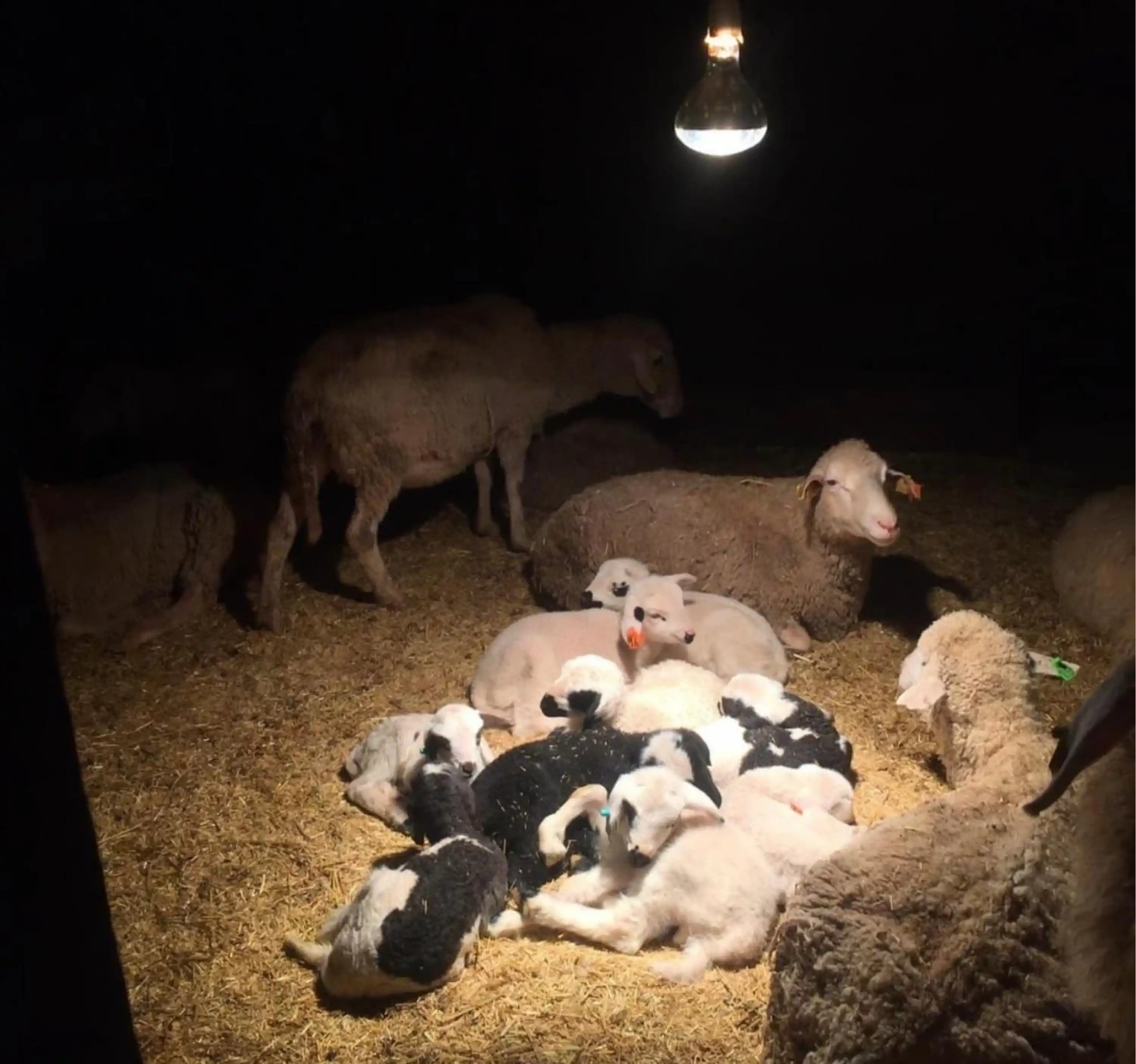 Infrared Isıtıcı Lamba - 250 W