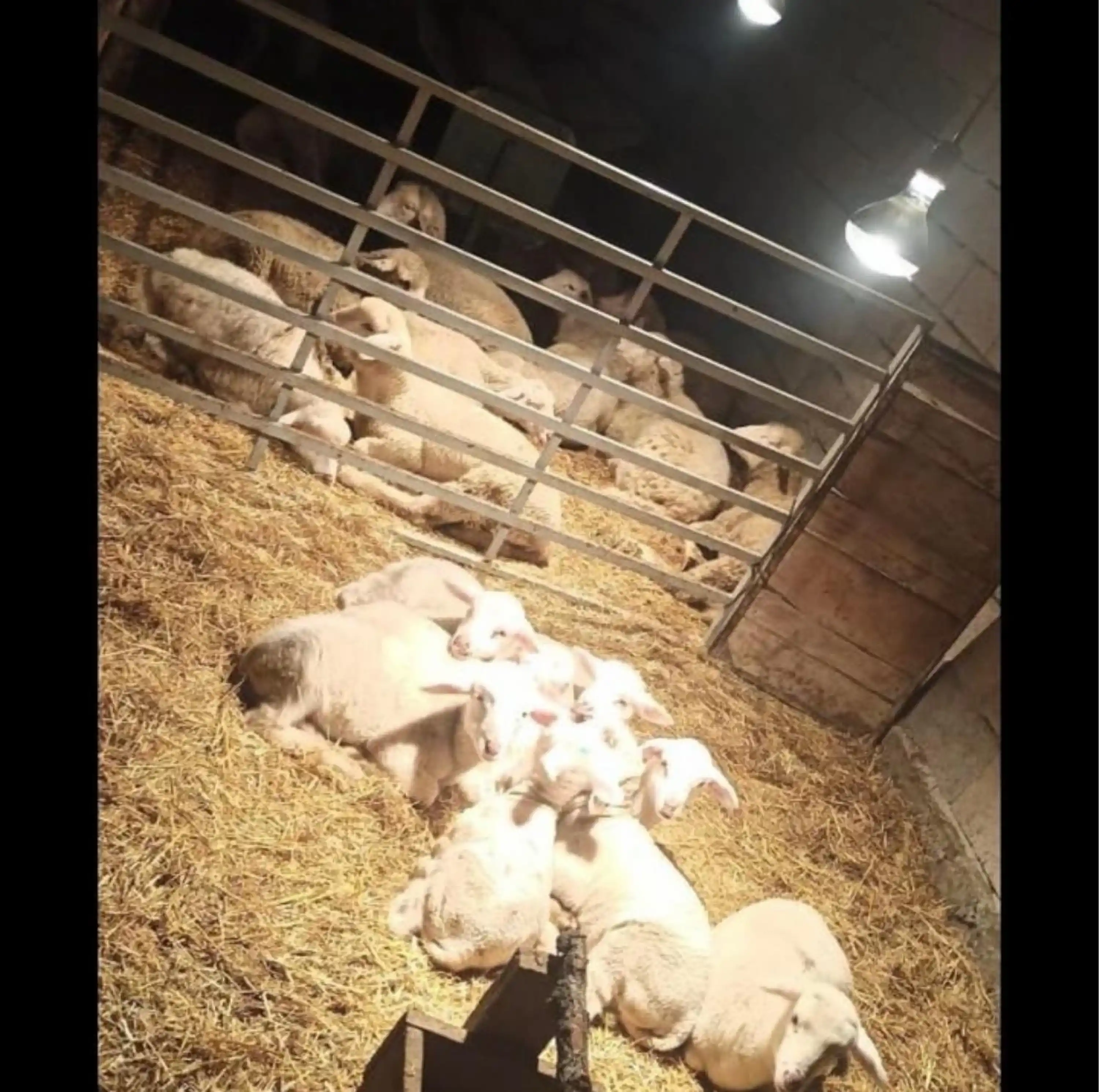 Infrared Isıtıcı Lamba - 375 W