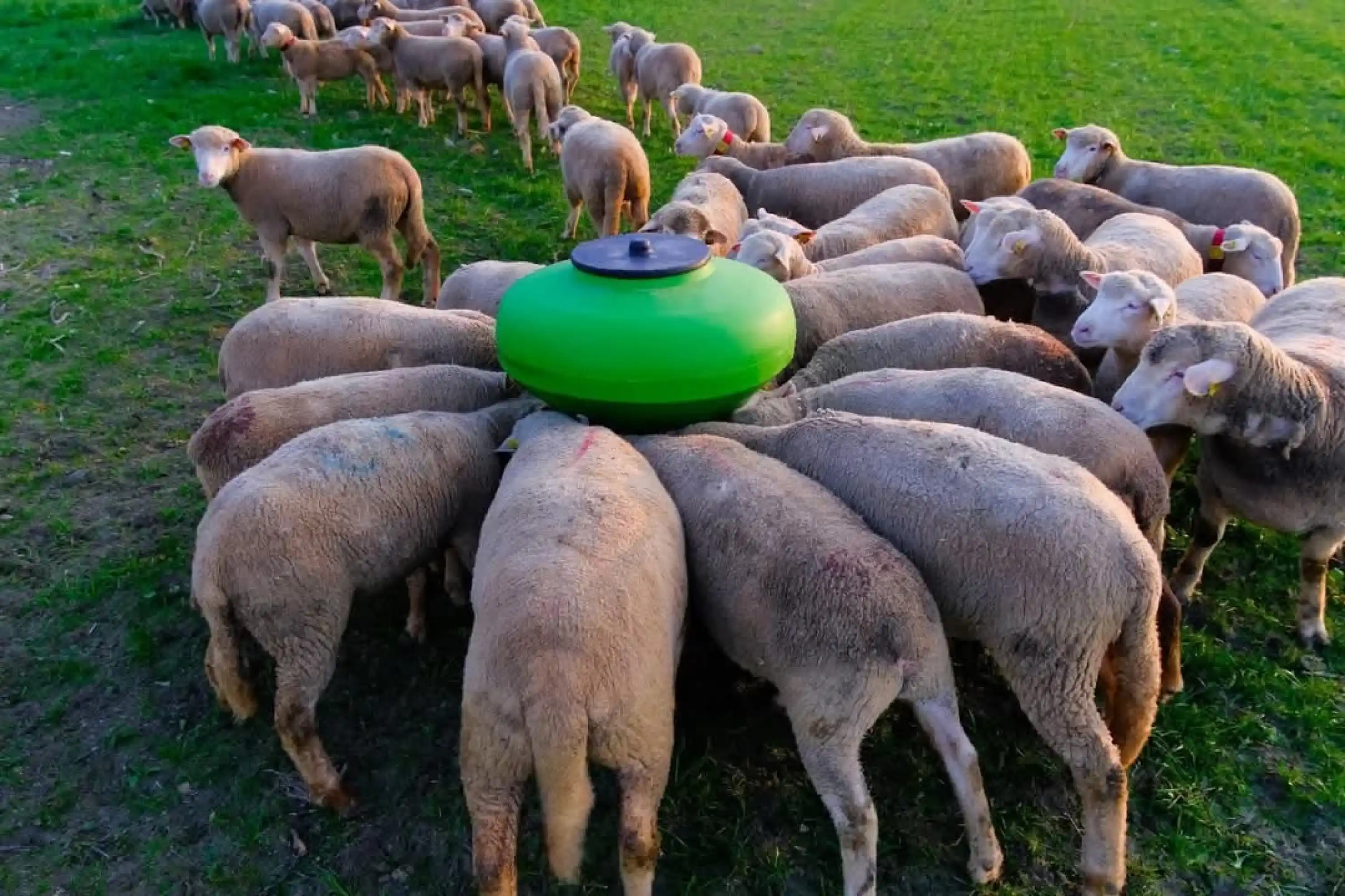 Küçükbaş Otomatik Plastik Yemlik - 100 kg Kapasiteli