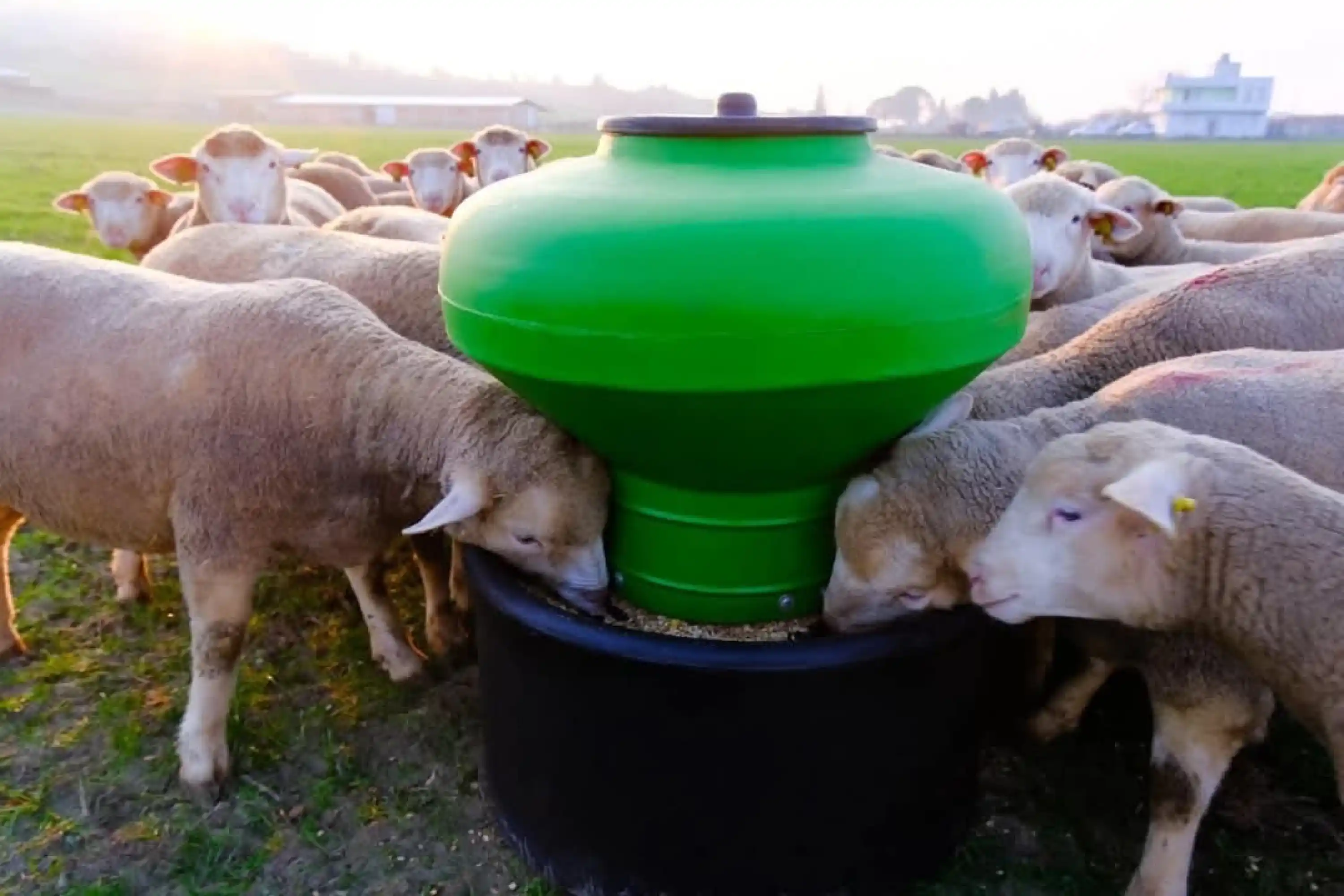 Küçükbaş Otomatik Plastik Yemlik - 100 kg Kapasiteli