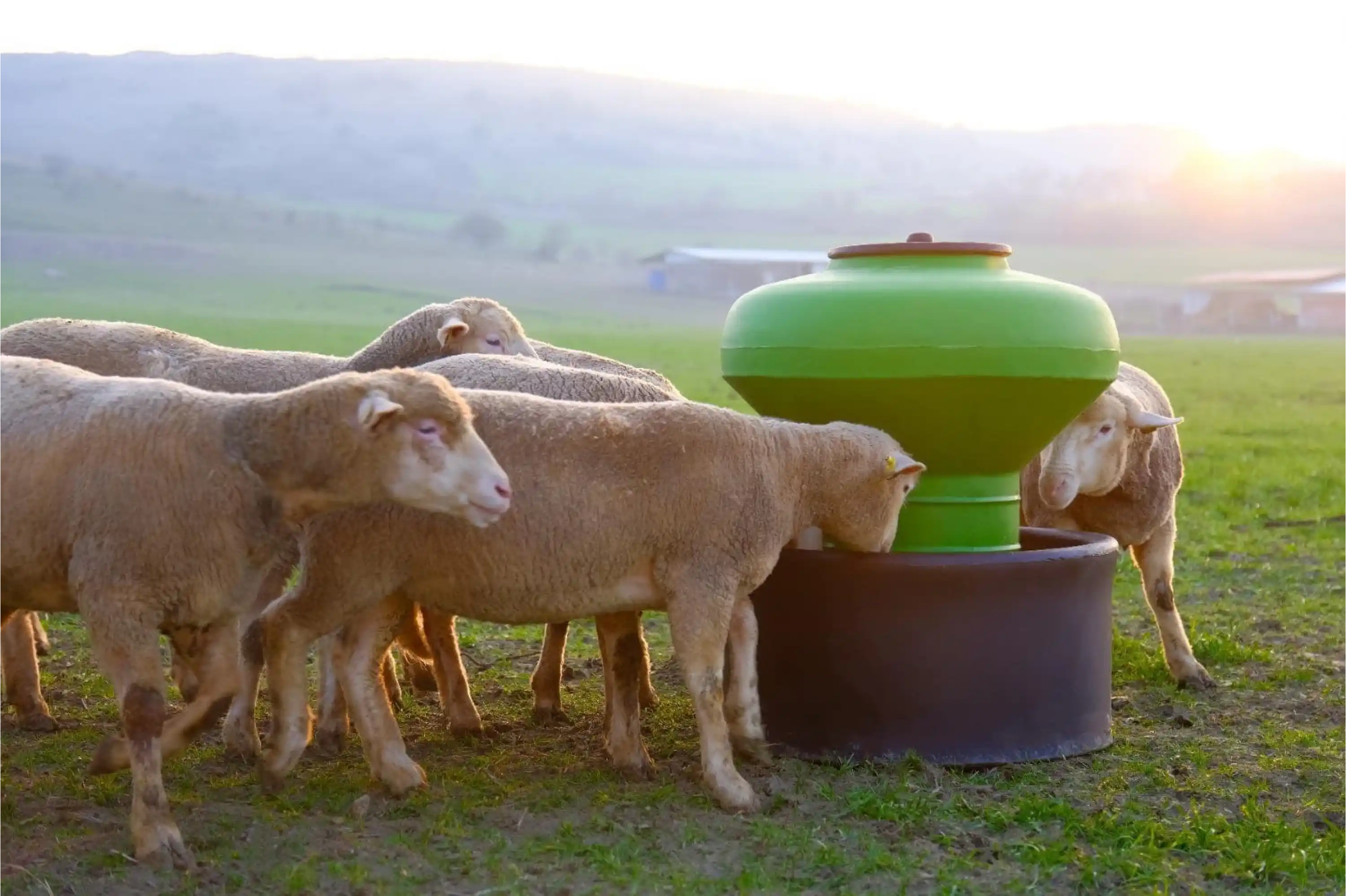 Küçükbaş Otomatik Plastik Yemlik - 100 kg Kapasiteli