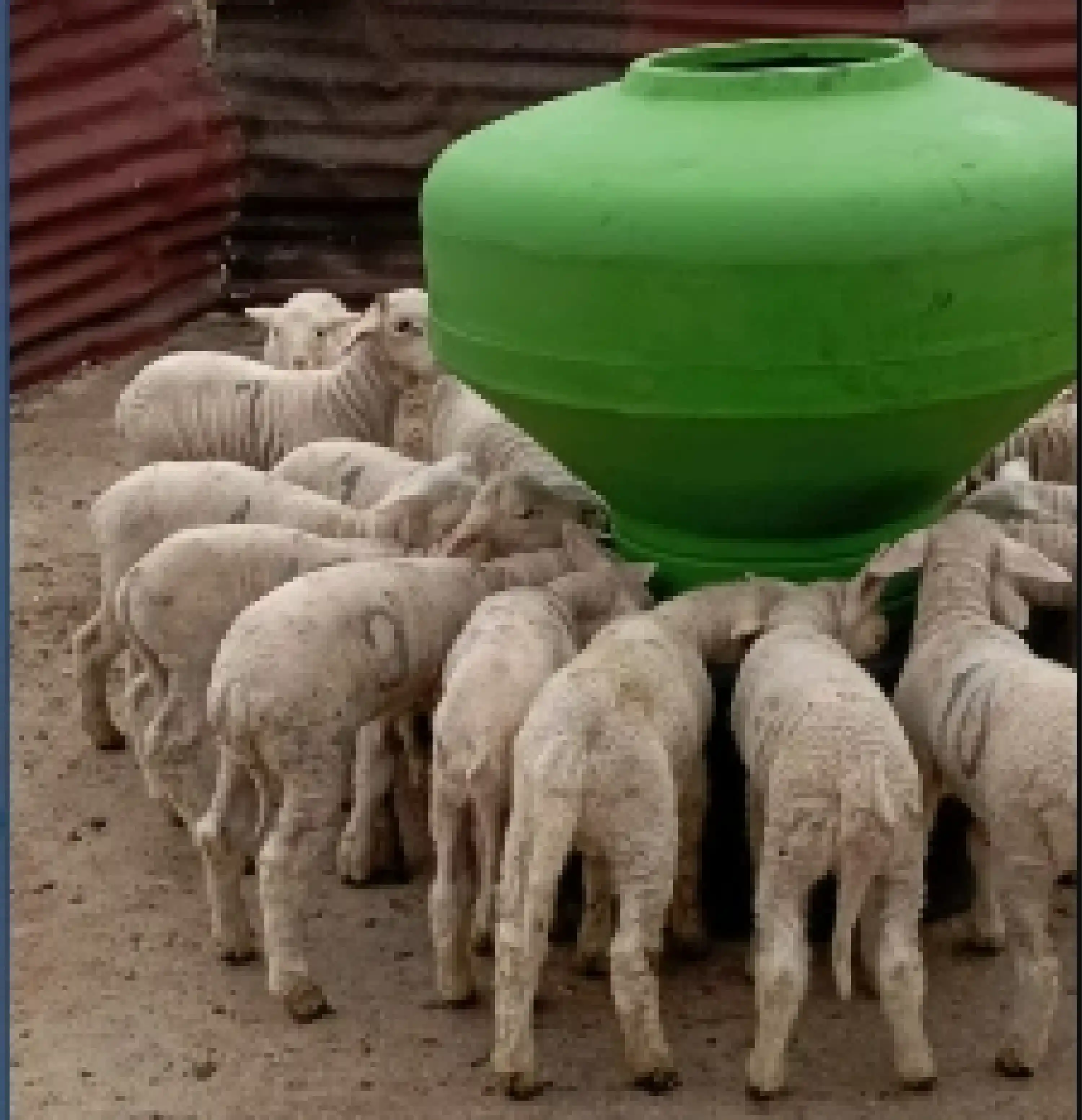 Küçükbaş Otomatik Plastik Yemlik - 250 kg Kapasiteli