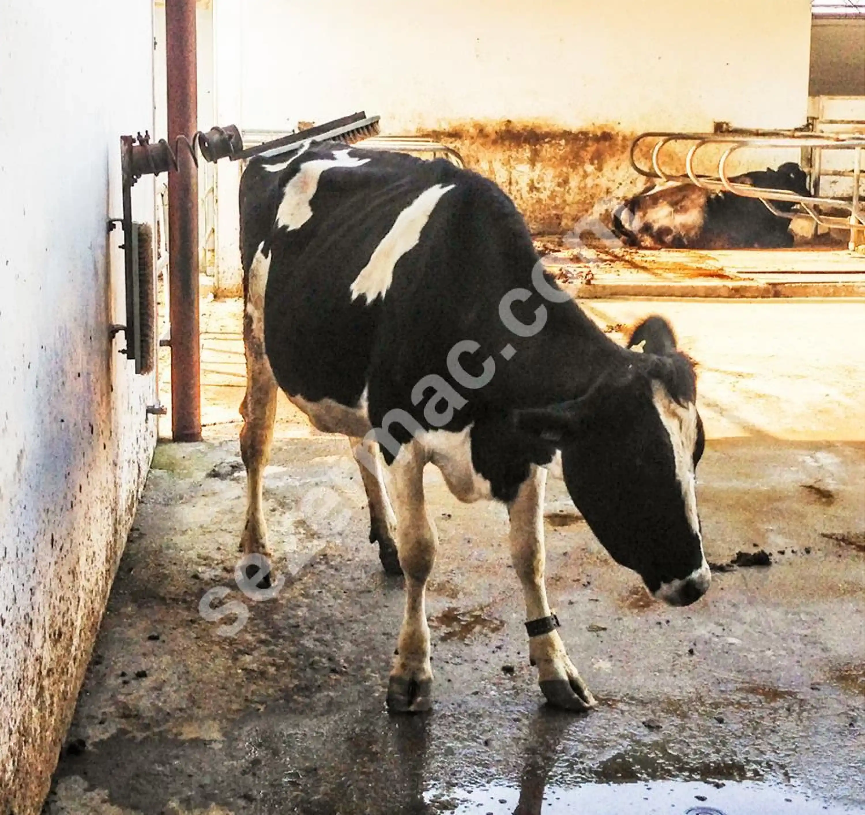 Sezer Manuel Yaylı Hayvan Kaşıma Fırçası ( 2 Parça )