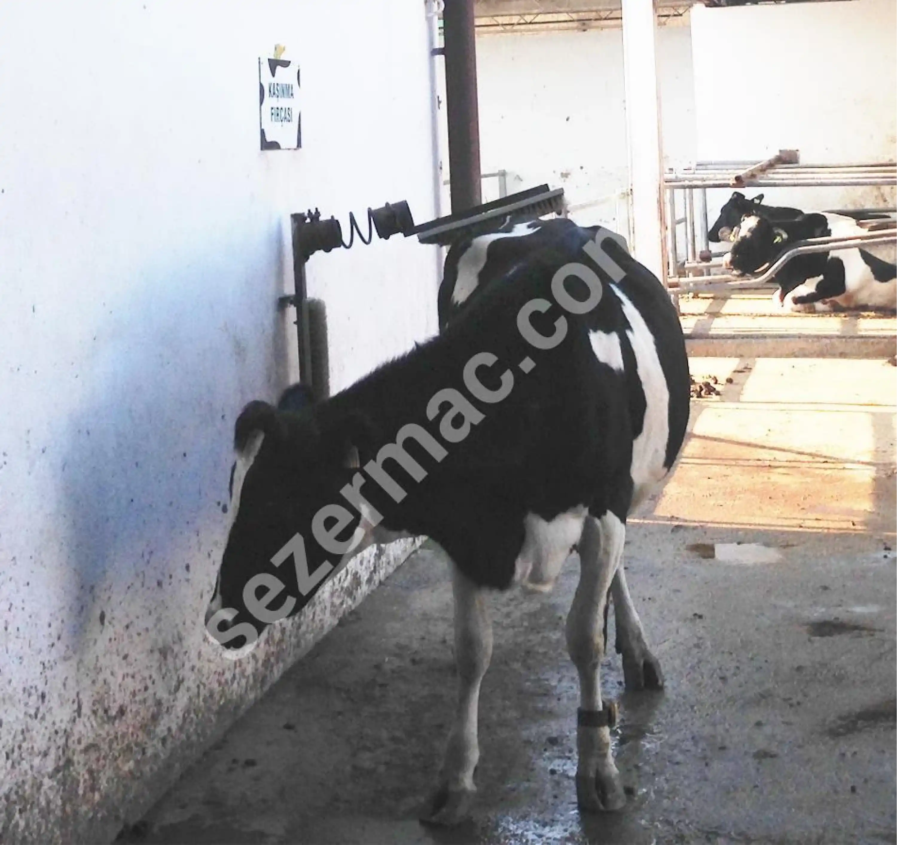 Sezer Manuel Yaylı Hayvan Kaşıma Fırçası ( 2 Parça )