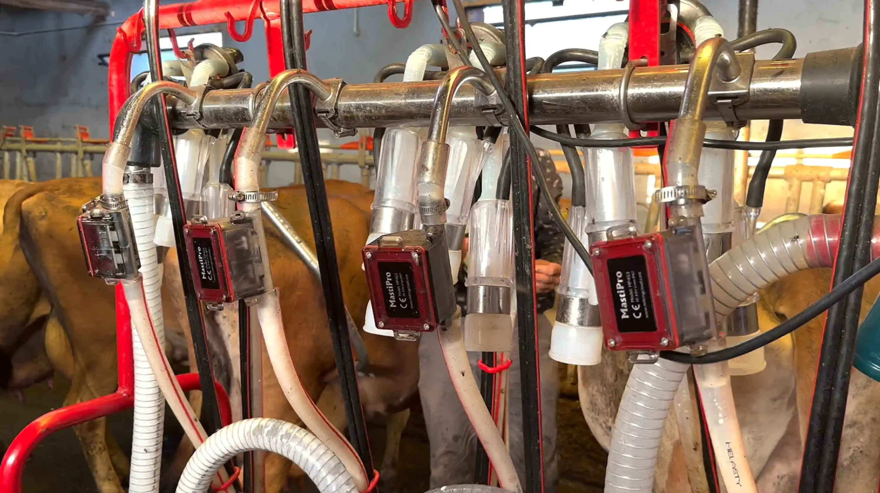 Mastipro - Mastitis Tespit Cihazı