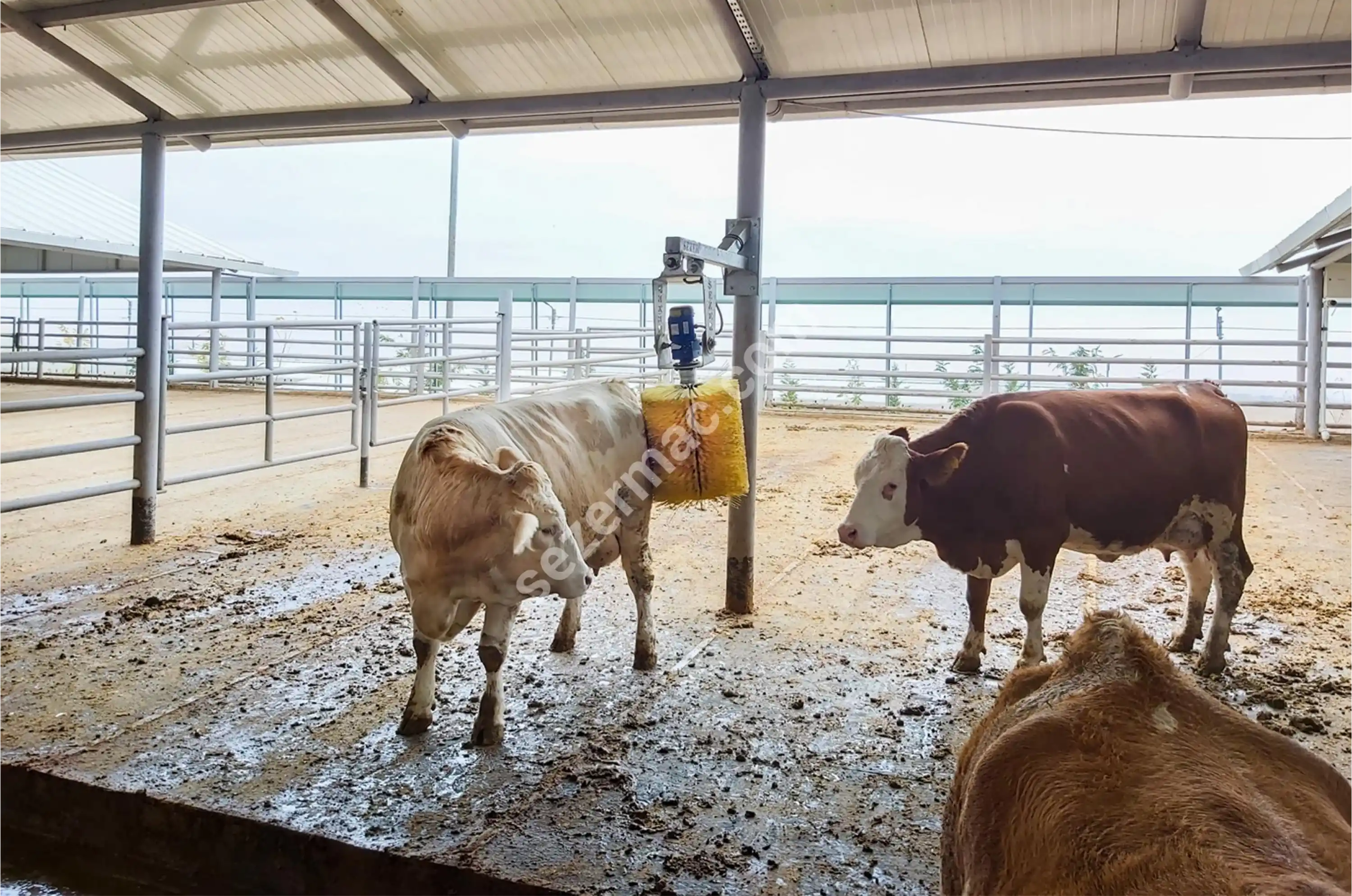 Sezer OKF-2 Elektrikli Otomatik Sensörlü Havyan Kaşıma Makinesi (Galvaniz Şase)