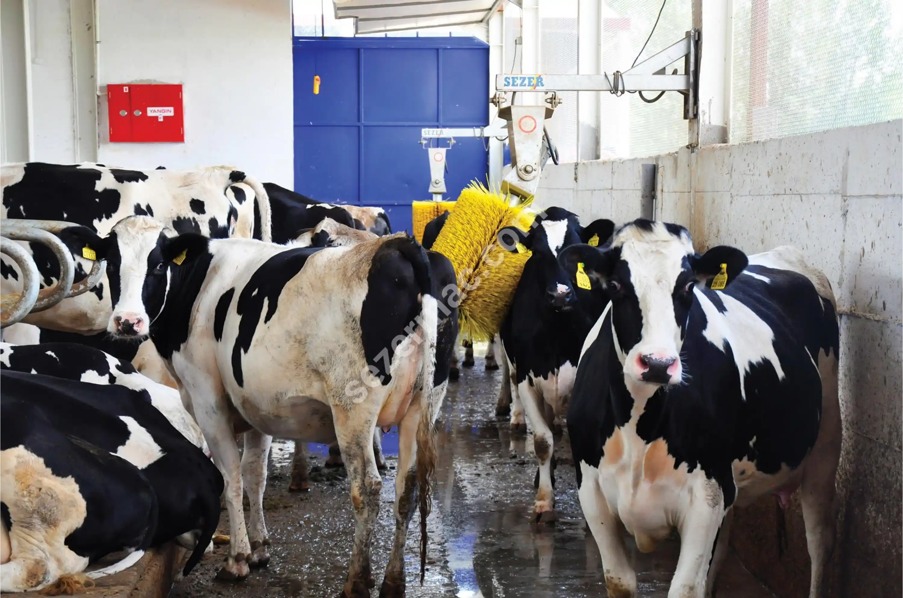 Sezer OKF-2 Elektrikli Otomatik Sensörlü Havyan Kaşıma Makinesi (Galvaniz Şase)