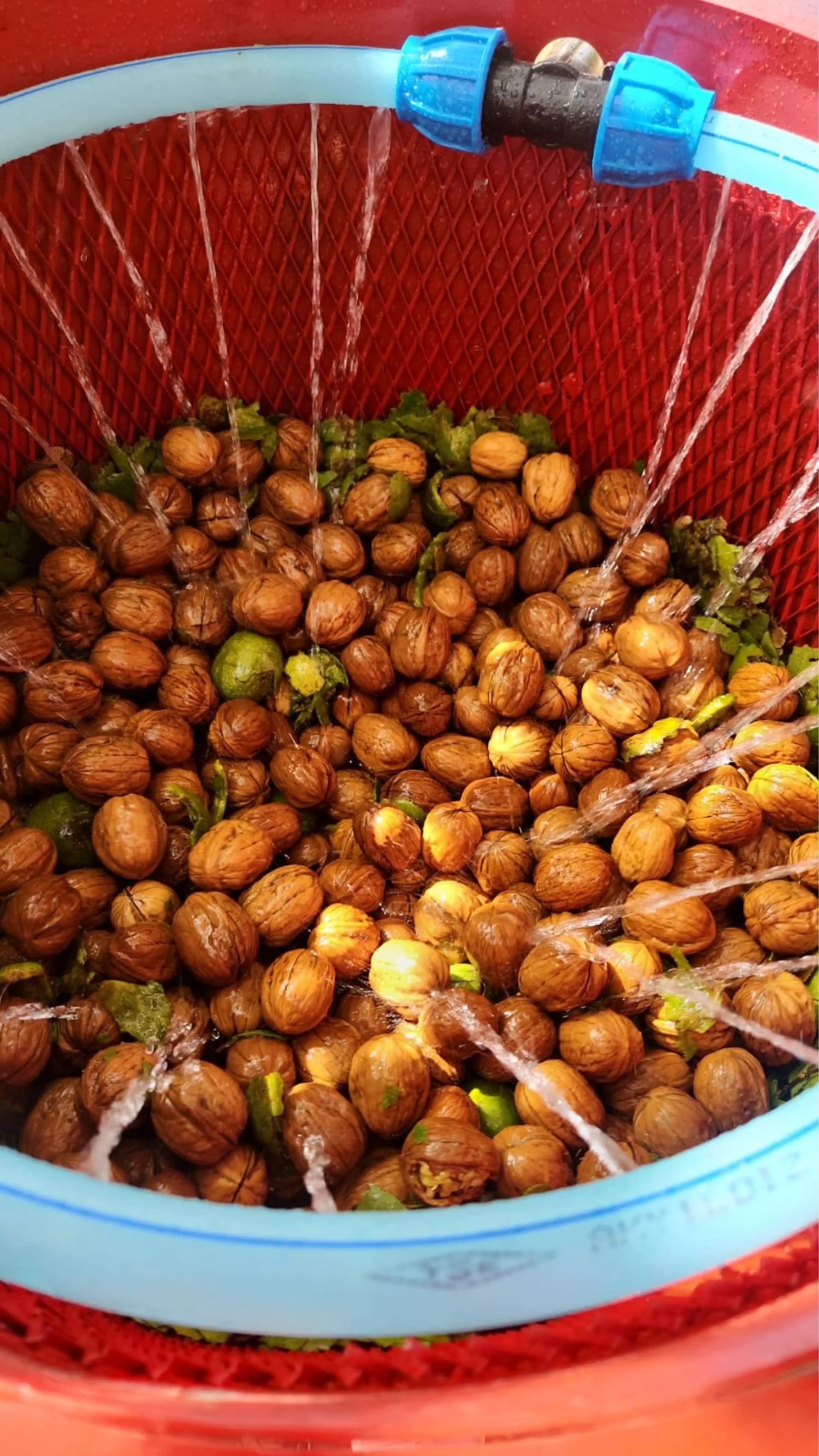 Sotem CS500 Ceviz Soyma Makinesi 110 Litre