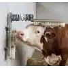 Sezer Manuel Yaylı Hayvan Kaşıma Fırçası ( 2 Parça )