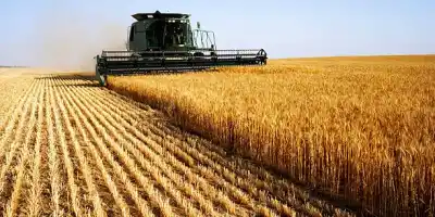 Buğday Tarımı Hakkında Herşey