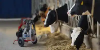 Süt Sağım Makine Temizliği ve Önemi