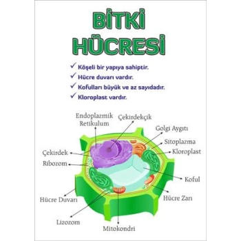 Bitki Hücresi