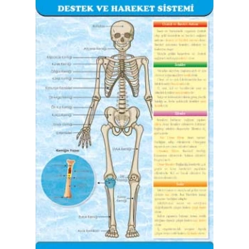 Destek ve Hareket Sistemi Afişi