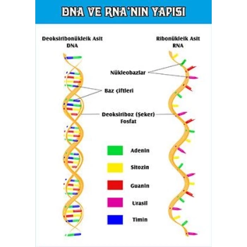 DNA - RNA Yapısı