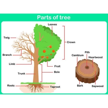 Parts Of Tree