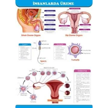 İnsanlarda Üreme Afişi