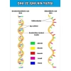DNA - RNA Yapısı
