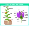 Parts Of Plant And Flower