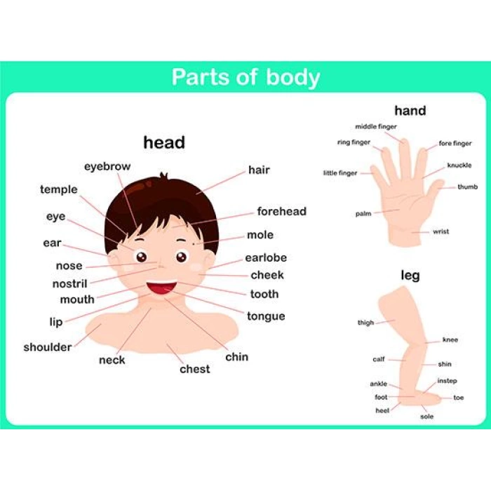 Parts Of Body