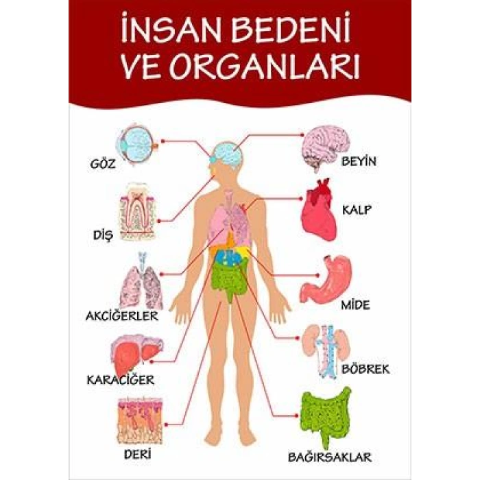 İnsan Bedeni ve Organları