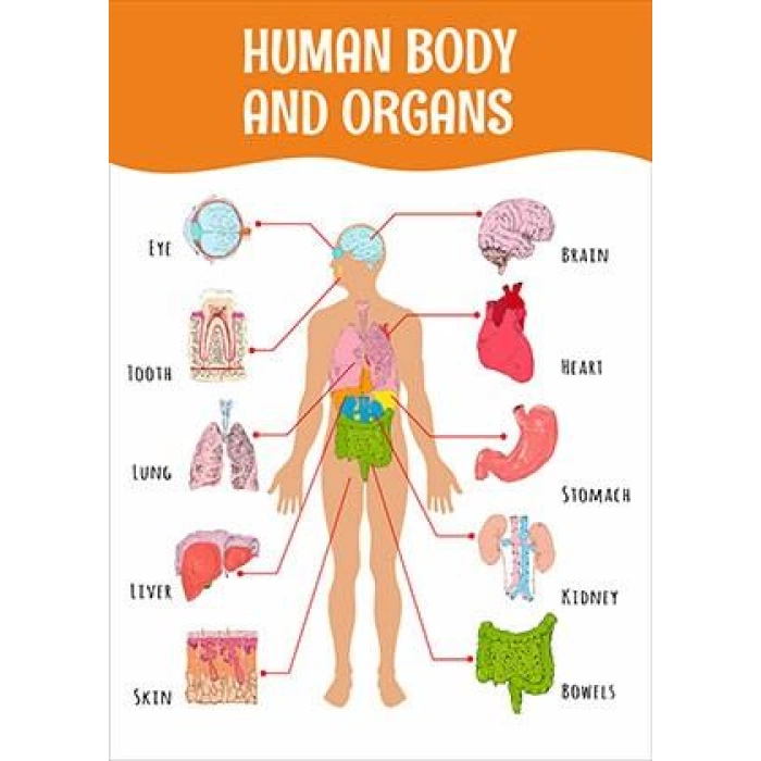 Human Body and Organs Poster