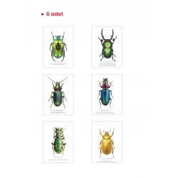 Esprili Böcekler (6’lı)