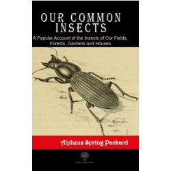 Our Common Insects