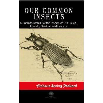 Our Common Insects