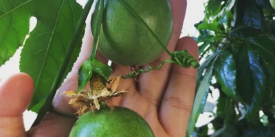 Çarkıfelek Fidanı ile İlgili Sık Sorulan Sorular