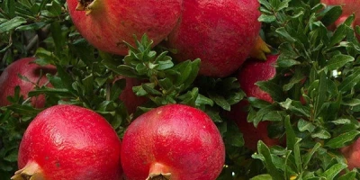 Wonderful Nar Fidanı ile İlgili Sık Sorulan Sorular