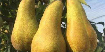 Abate Fetel Armut Fidanı ile İlgili Sık Sorulan Sorular